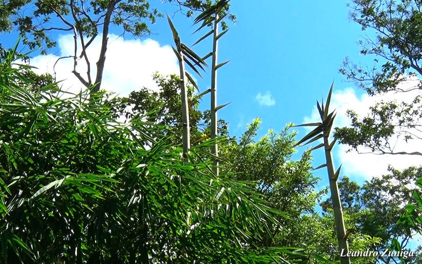 BAMBU2